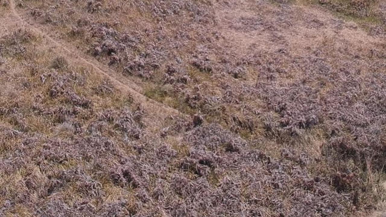 Kebakaran Kawasan Bromo Mulai Padam, Ini Beberapa Hal Bisa Picu Titik Api Muncul Kembali