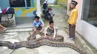 Anak-anak di Pejagoan, Kebumen akrab dengan ular-ular piton berukuran raksasa. (Liputan6.com/Muhamad Ridlo)
