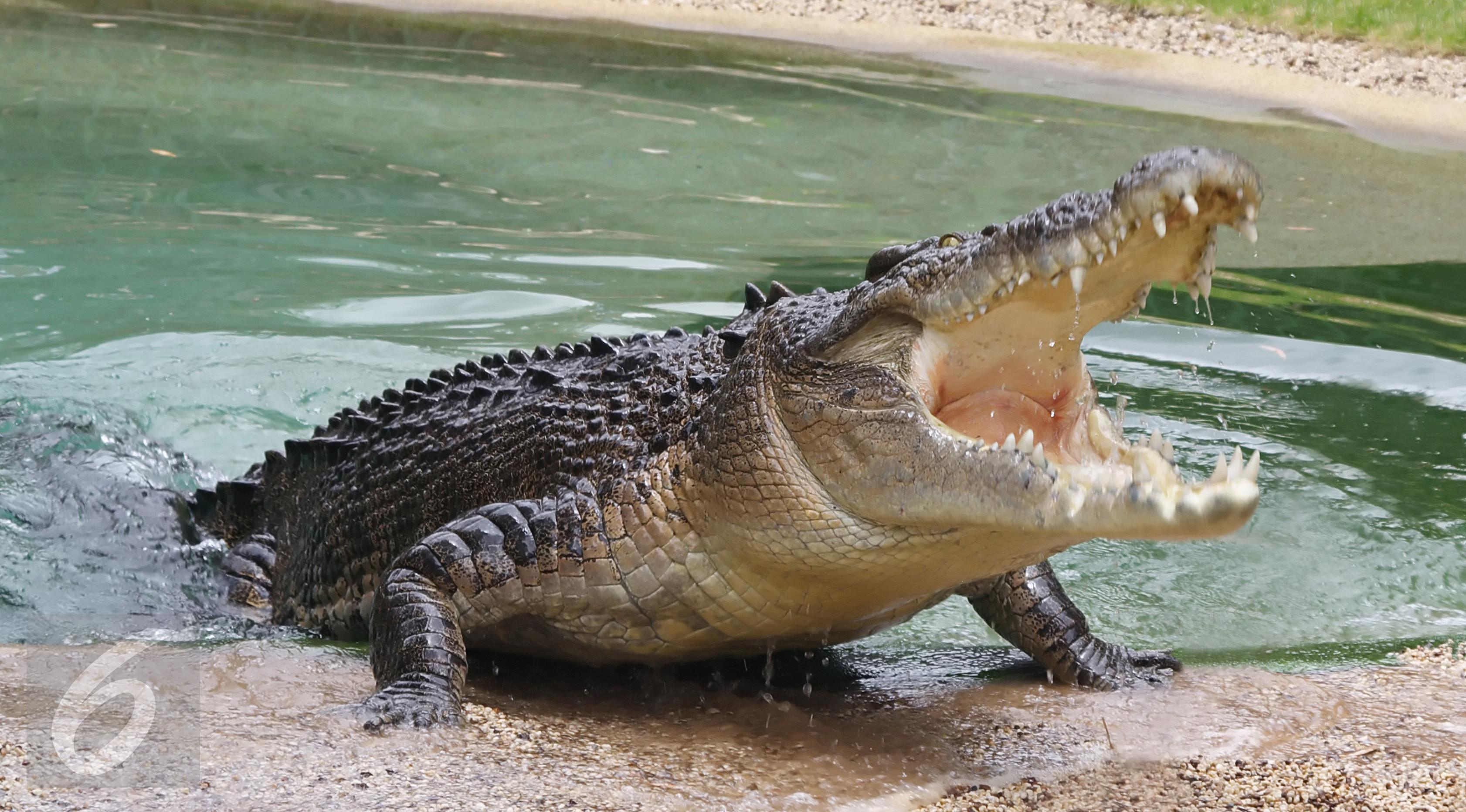 Teror Serangan Buaya Hantui Warga Kepulauan Solomon Global Liputan6 Com