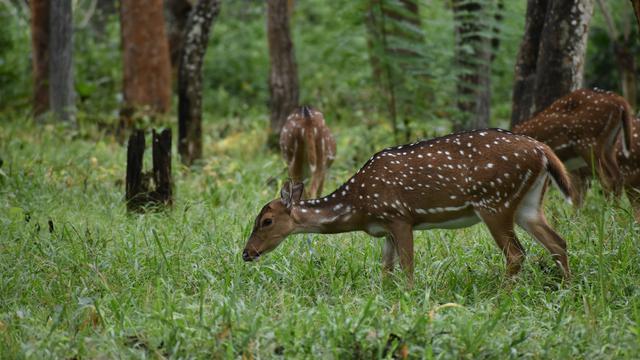 Bandipur National Park