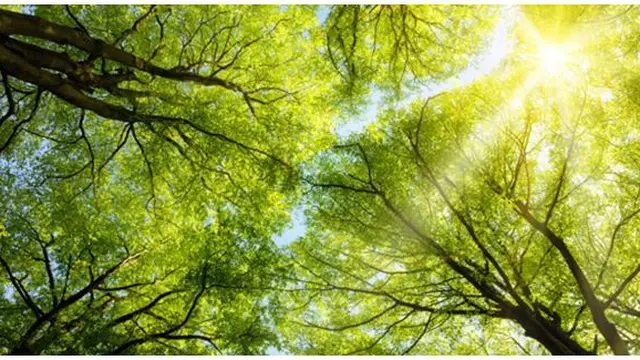 Foto : copyright listverse.com