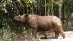  Badak Sumatera jantan bernama Harapan saat berada di dalam kandang Taman Nasional Way Kambas, Lampung, Kamis (5/11). Badak Harapan akan dijodohkan dengan badak betina yang ada di Sumatera Rhino Sanctuary (SRS). (Liputan6.com/Fery Pradolo)