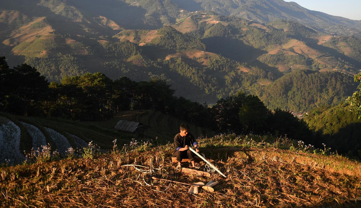 Seorang pria etnis Hmong bekerja di sawah terasering di provinsi Yen Bai, Vietnam pada 28 November 2021. Sawah sangat indah pada bulan September dan Oktober, ketika tanaman berubah menjadi kuning mengkilap. (Nhac NGUYEN / AFP)