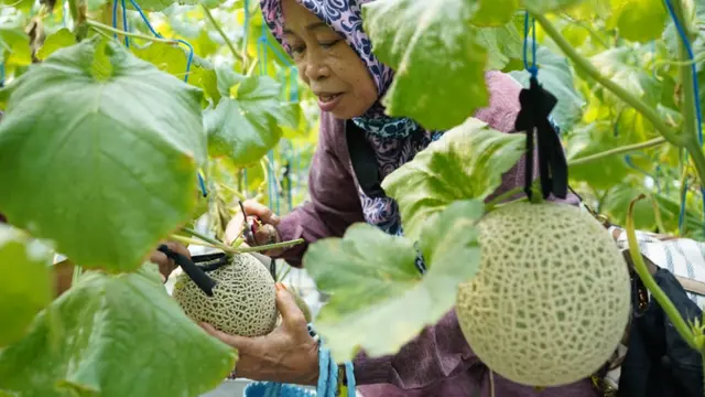 Petani Melon.