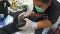 Tragis, Siamang Betina Ditembak Berkali-kali hingga Peluru Bersarang di Kepala