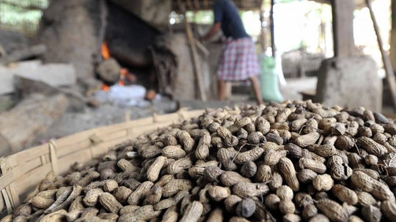 Usai Lebaran, pembuat kacang sangrai raup untung berlipat