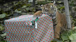 Seekor anak Harimau Sumatera yang bernama Achilles menggigit kado hadiah natal untuk dibuka di Kebun Binatang London, London, Inggris, Kamis (15/12). Harimau tersebut termasuk dalam klasifikasi satwa kritis yang terancam punah. (Reuters/Hannah McKay)