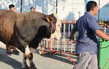 Ini Sosok Janaka, Sapi Jumbo Seberat 1,19 Ton Bantuan Prabowo di Masjid Agung Solo