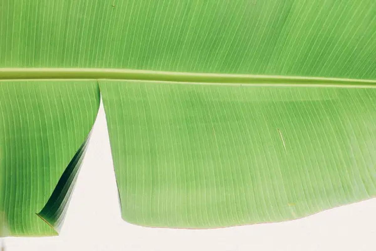 Trik Baru Melenturkan Daun Pisang dengan Air Panas tanpa Merusak Warnanya