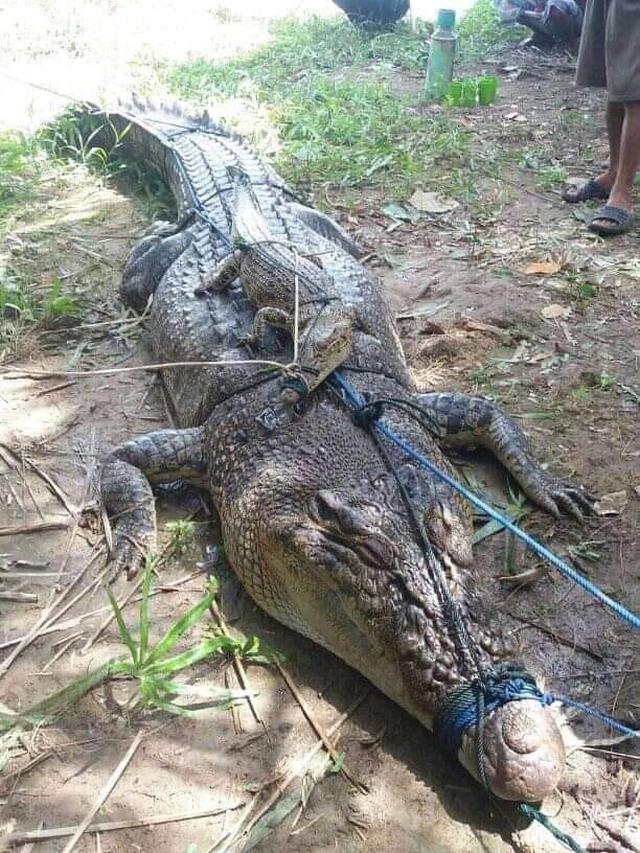 Dua ekor buaya sebelum dikuliti warga (Istimewa)