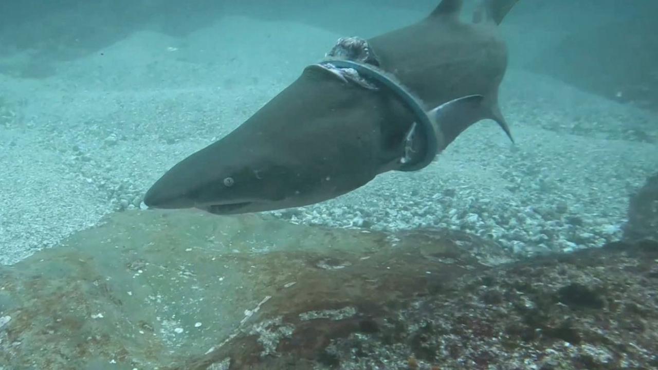 Penampakan seekor hiu abu-abu dengan cincin besi menjerat tubuhnya di dekat Seal Rock, New South Wales, Australia, dalam tangkapan layar yang diambil dari video yang dibagikan Forster Dive Center melalui akun Instagram miliknya, pada 24 Maret 2024. Pemand