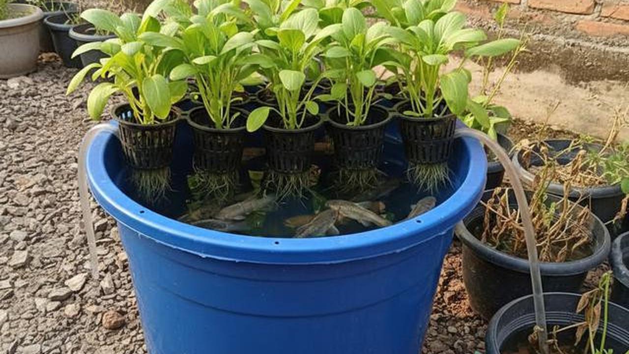 7 Cara Mudah Bikin Aquaponik di Rumah Pakai Ember untuk Pemula
