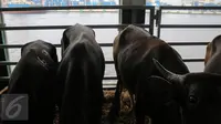 Tak Perlu Takut Alot, Ini Cara Mudah Masak Daging Kerbau Kurban ala Pakar IPB