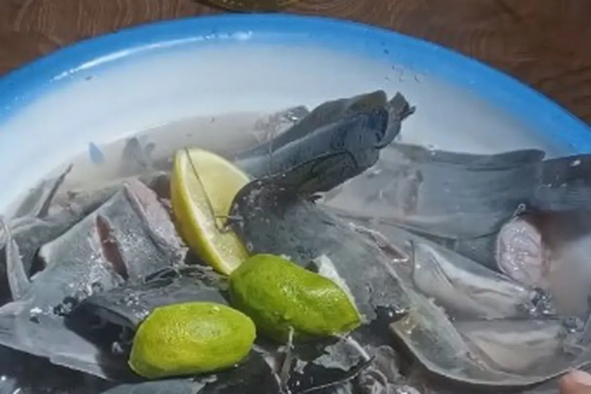 Ikan Lele