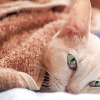 Pemilik Kucing Wajib Punya, Ini Daftar P3K untuk Bantu Rawat Anabul yang Kesakitan