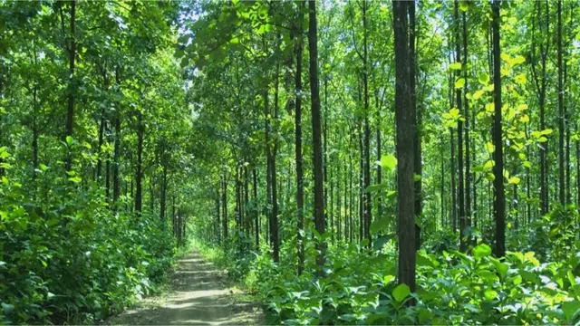 Kisah Misterius Hutan Blora