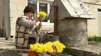 Ivana Kuziv, pensiunan akuntan berusia akhir 60-an terlihat tengah merangkai bunga-bunga cantik berwarna mirip bendera nasional Ukraina. Bunga-bunga tumbuh subur di halaman rumahnya di tengah Invasi Rusia ke Ukraina (Foto: Yuriy Dyachyshyn/AFP)