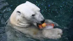 Seekor beruang kutub jantan, Tongki memakan  buah yang telah dibekukan di Everland Resort, Korea Selatan, Kamis (21/6). Akibat udara panas, pihak pengelola kebun binatang berinisiatif untuk memberi es krim pada beruang 23 tahun itu. (AFP/Jung Yeon-je)