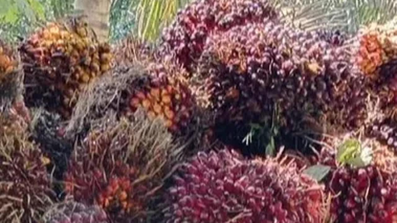 Ketua Umum Gabungan Pengusaha Kelapa Sawit Indonesia (GAPKI) Eddy Martono mengungkapkan, sepanjang tahun 2023, kinerja industri kelapa sawit tidak lebih baik dibandingkan tahun lalu.
