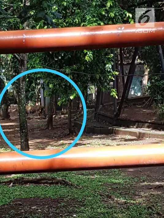 Harimau berkeliaran setelah lepas dari kandang di Kebun Binatang Taman Marga Satwa Mangkang, Semarang, Jawa Tengah, Rabu (5/12). Dua harimau yang lepas berjenis benggala. (Liputan6.com/Gholib)