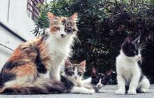 Horor, 89 Bangkai Kucing Disimpan di Dalam Freezer di Solo