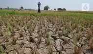 Harus Bersiap, Sederet Ancaman Serius El Nino