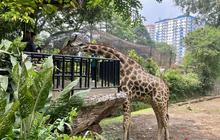 Bukan Konflik Internal! YMT Tegaskan Oknum Pembangkang Jadi Biang Kerok Permasalahan Bandung Zoo
