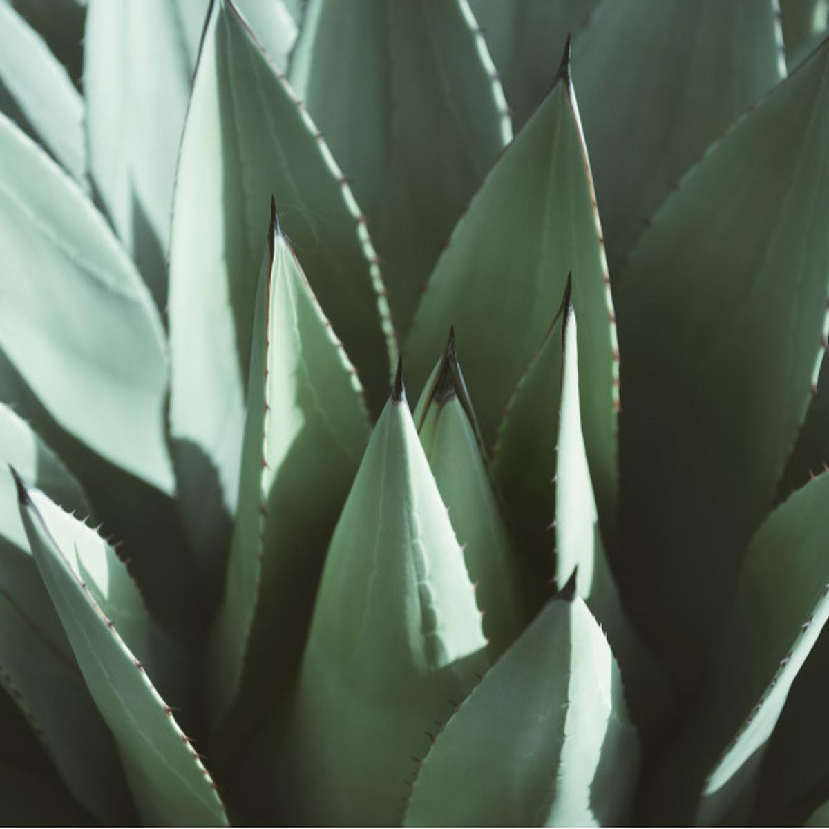 Manfaat Agave untuk Kesehatan