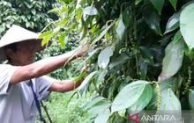 Babel Genjot Petani Milenial Wujudkan Hilirisasi Lada Putih, Amankan Anggaran Rp300 Triliun