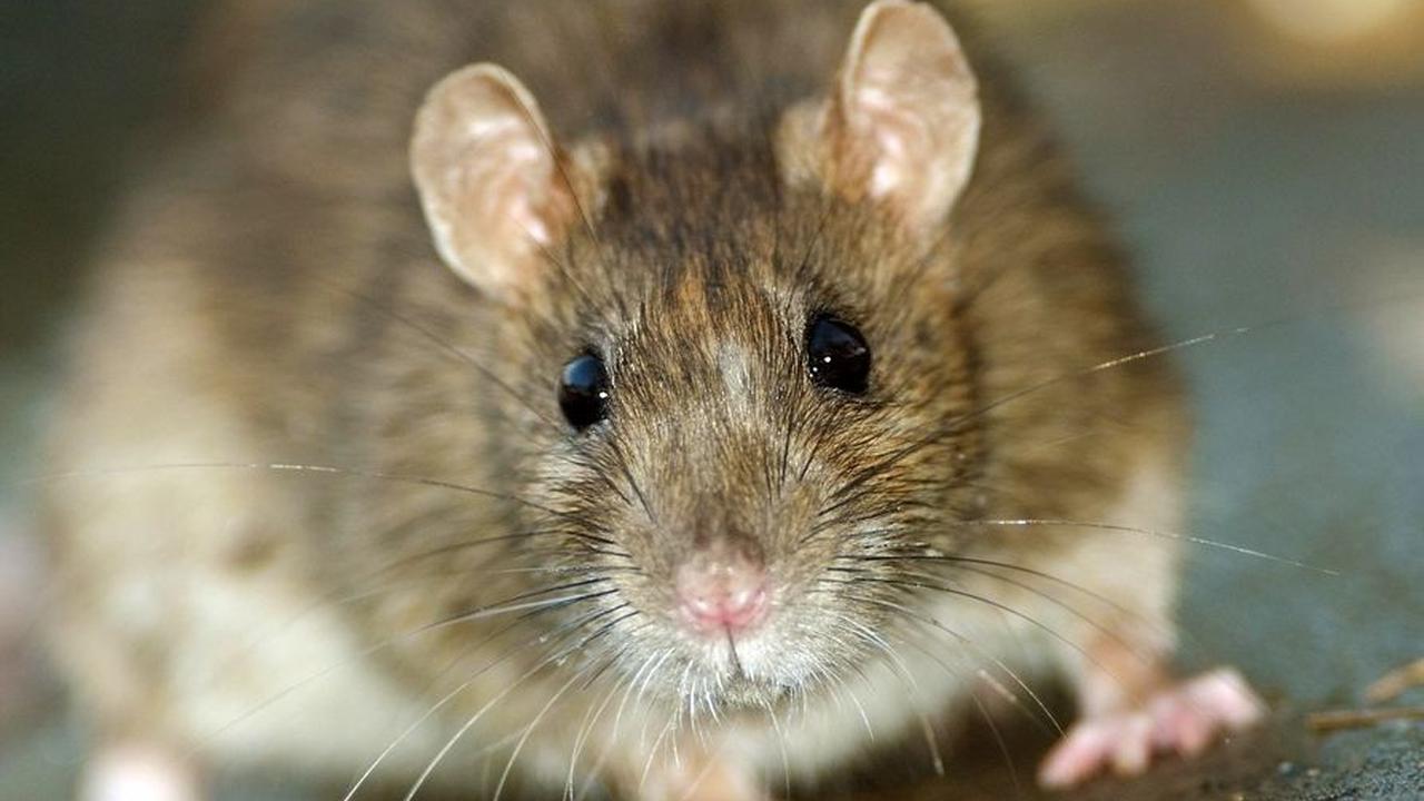 Tikus