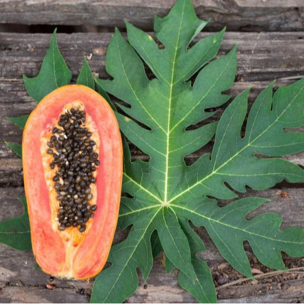 Daun Pepaya. (foto: Pinterest/Organic facts).