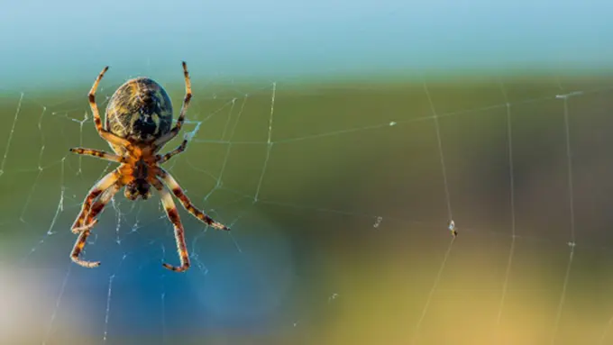 Photo: Copyright Thinkstockphotos.com