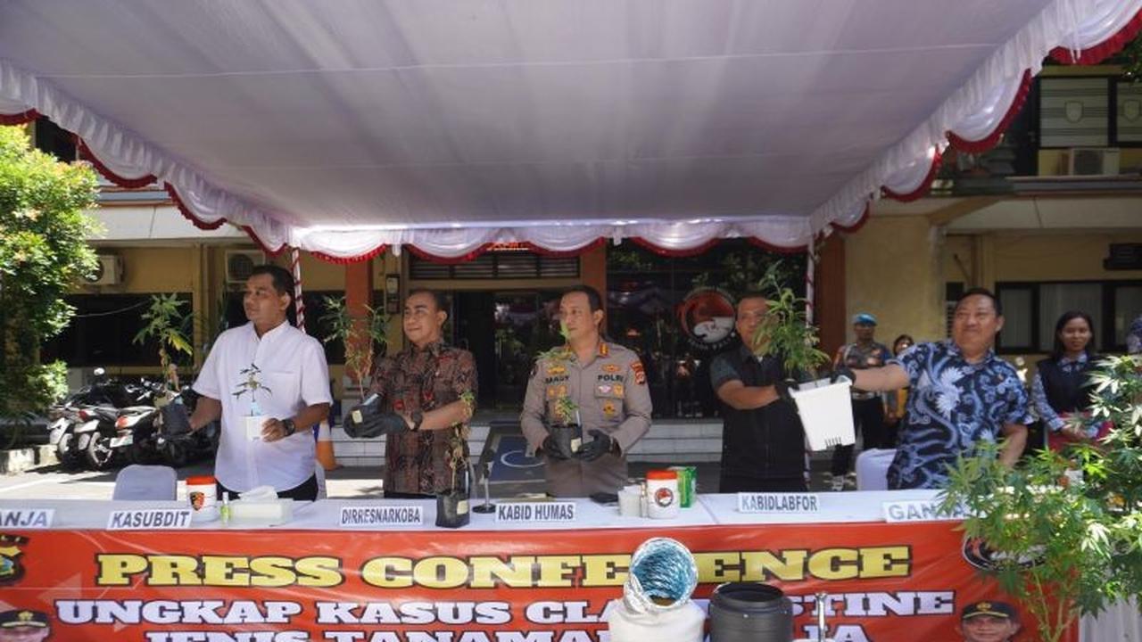 Terungkap! Ladang Ganja Hidroponik Bali Libatkan Pasangan Belanda-Rusia, Polisi Buru Sosok 'Mr. C