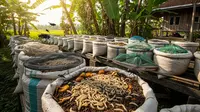 Cara Budidaya Maggot dengan Modal Kecil, Peluang Usaha Dapat Untung Besar