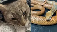 Pilu, Aksi Heroik Kucing Lindungi Anak Pemiliknya Berujung Kematian