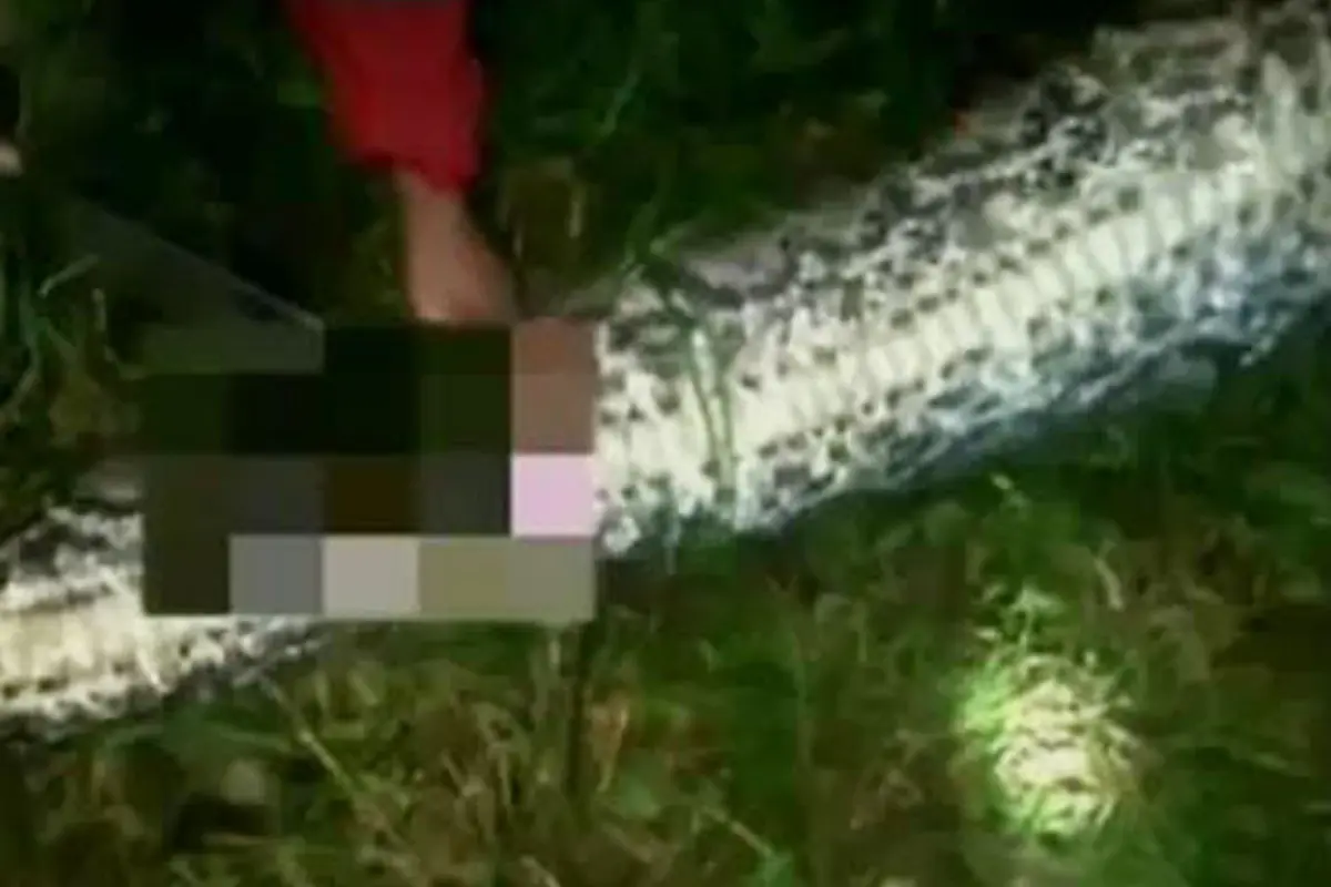 Petani Mamuju Ditelan Ular Hidup-Hidup Saat Garap Kebun