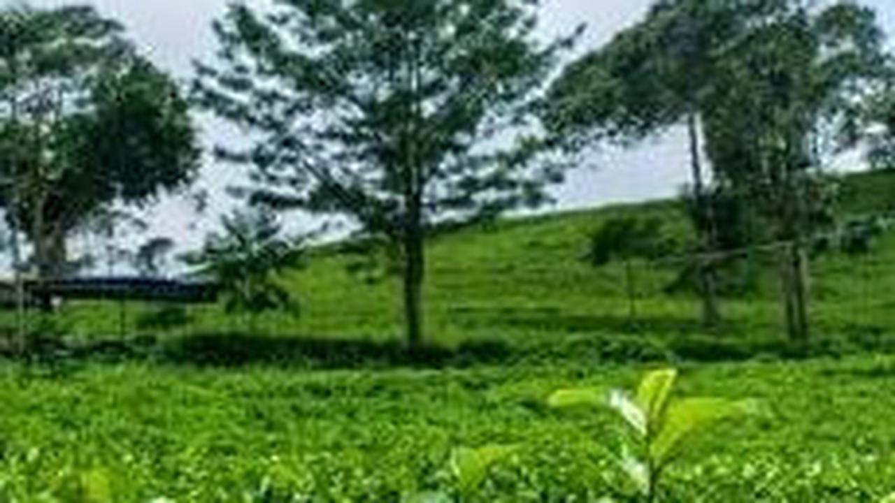 Sejarah Kebun Teh Kemuning, Sisa Kejayaan Mangkunegaran di Lereng Gunung Lawu