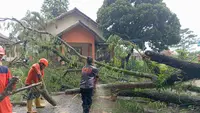 Angin Kencang Sapu Pemukiman di Sukabumi: Sejumlah Pohon Tumbang dan Belasan Atap Rumah Rusak