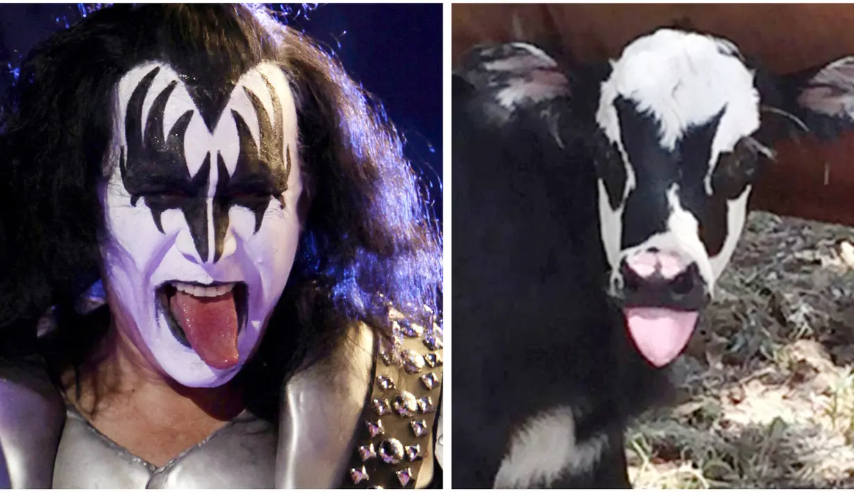 Foto 28 Juli 2017 yang diberikan oleh Heather Taccetta menunjukkan seekor anak sapi yang baru lahir bernama Genie, dengan tanda wajah menyerupai personil grup rock KISS, Gene Simmons. (Heather Taccetta via AP, kanan), (AP Photo/Natacha Pisarenko, kiri)