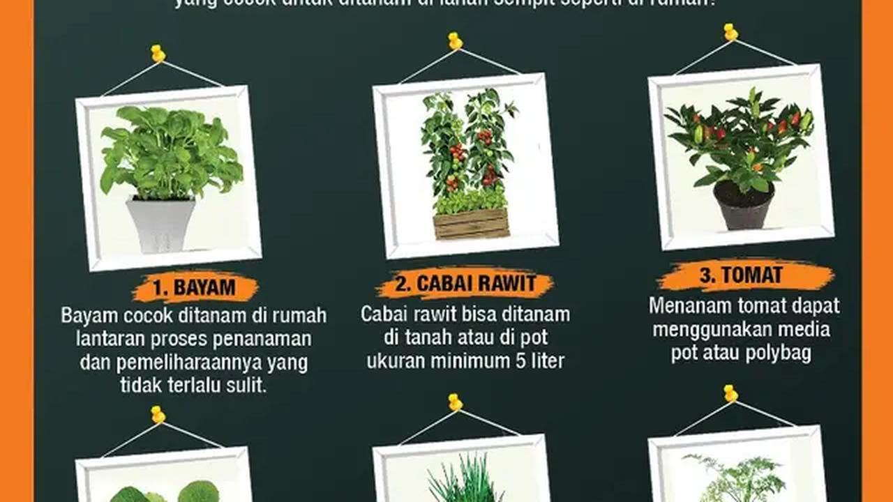Infografis Tanaman Sayuran yang Cocok Ditanam di Lahan Sempit. (Liputan6.com/Triyasni)