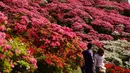 Wisatawan mengamati bunga-bunga Azalea berwarna-warni yang mekar di taman Nagushiyama, Prefektur Nagasaki, barat daya Jepang, 15 April 2018. Sekitar 100.000 jenis azalea bermekaran pada musim semi di taman ini.  (AP Photo/Eugene Hoshiko)