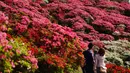 Wisatawan mengamati bunga-bunga Azalea berwarna-warni yang mekar di taman Nagushiyama, Prefektur Nagasaki, barat daya Jepang, 15 April 2018. Sekitar 100.000 jenis azalea bermekaran pada musim semi di taman ini.  (AP Photo/Eugene Hoshiko)