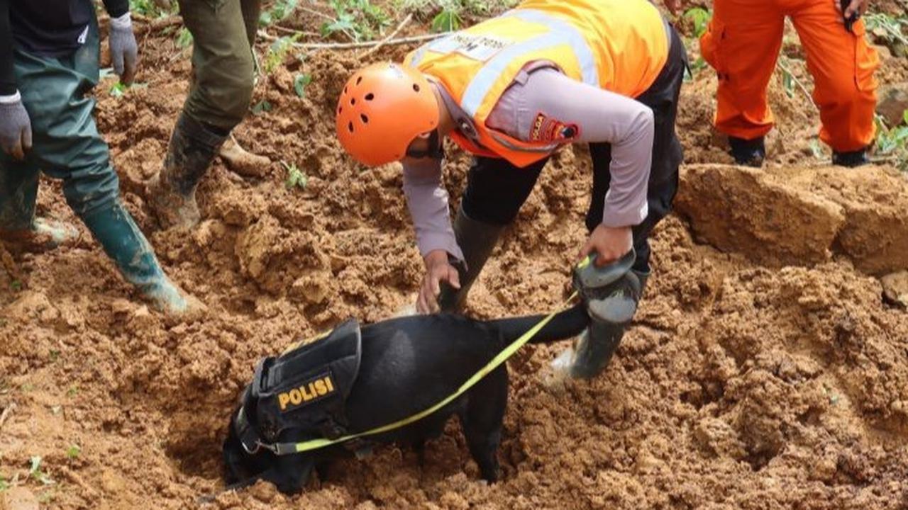 VIDEO: Tim K-9 Polda Jawa Tengah Diterjunkan, Temukan Jenazah Bayi Tertimbun Tanah Longsor di Pekalongan