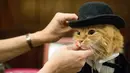Sam Checo, mendandani kucing Mango dibelakang panggung sebelum tampil dalam pertunjukkan fashion show kucing di Hotel Algonquin di New York, AS (2/8). (AP Photo/Mary Altaffer)