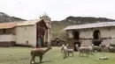 Alpacas merumput di sebelah gereja yang ditinggalkan di kota hantu Santa Barbara, Peru, Kamis (2/12/2021). Pada masa penjajahan Spanyol, Santa Barbara pernah menjadi tambang merkuri terbesar di Amerika. (AP Photo/Franklin Briceño)