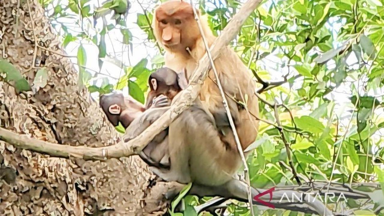 Kelahiran Bayi Bekantan Kembar di Pulau Curiak, Harapan Baru Konservasi Primata Langka