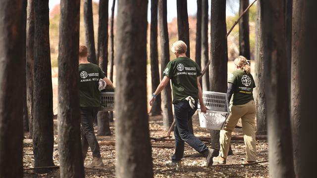 [CERITA] Misi Penyelamatan Koala