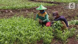 Petani tengah memanen kangkung di kawasan Tangerang, Banten, Jumat (24/7/2020). Kakung tersebut nantinya akan di jual ke pasar di sekitar wilayah tersebut dengan harga 3000 per ikat. (Liputan6.com/Angga Yuniar)