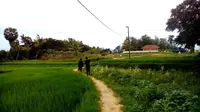 Pemukiman di Madura berkelompok dan dipisahkan oleh hamparan sawah dan ladang yang luas.