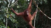 Orang Utan Artemis dan Gieke Pulang ke Hutan Taman Nasional Betung Kerihun, Sempat Sekolah Bertahun-tahun